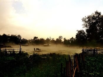 Scenic view of grassy field against sky