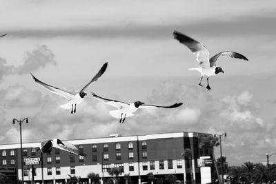 Seagulls flying against sky