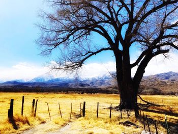 Bare tree on landscape against sky