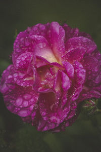 Close-up of wet purple rose blooming outdoors