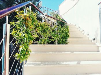 Close-up of potted plant