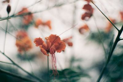 Close-up of red flowering plant