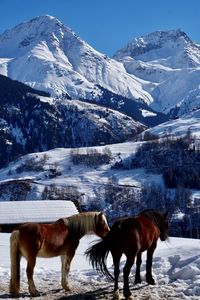 Horses on snow covered mountain