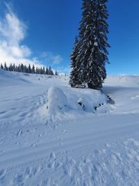 Pine trees on snow covered field against sky