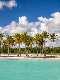 Palm trees by swimming pool against sky