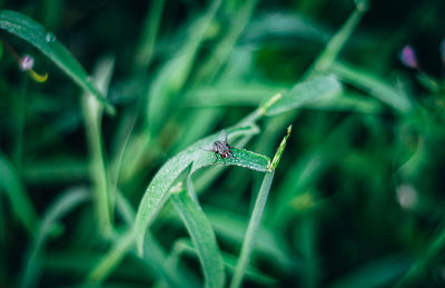 Close-up of grasshopper on grass