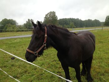 Horse standing on field against sky