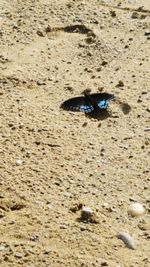 High angle view of insect on sand