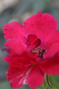 Close-up of pink rose