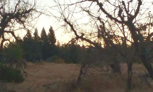 Bare trees at sunset