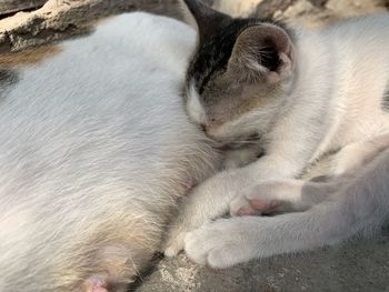 Close-up of cat sleeping