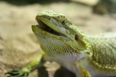 Green lizard on sand. green lizard head close-up. agama.