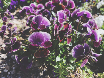 Close-up of purple flowering plants