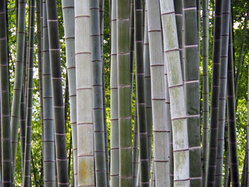 Full frame shot of bamboos growing in forest