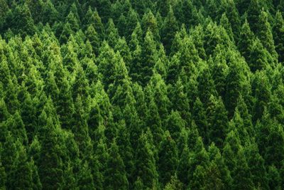 Full frame shot of pine trees