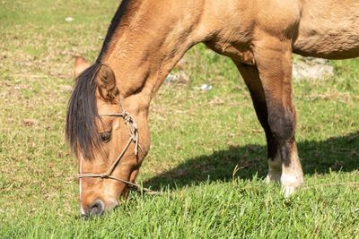 Horse grazing in field