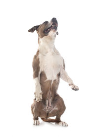 Dog sitting against white background