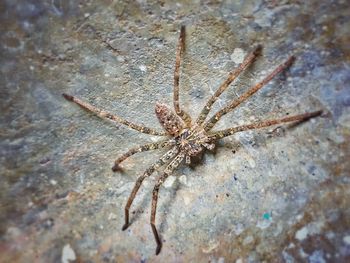 Close-up of spider on rock