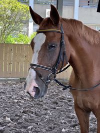 Close-up of horse