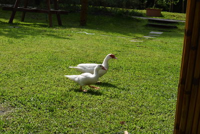 White swan in a field