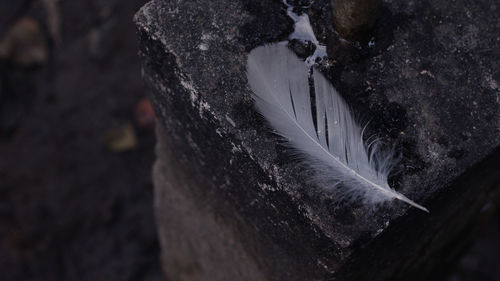 High angle view of feather on tree trunk