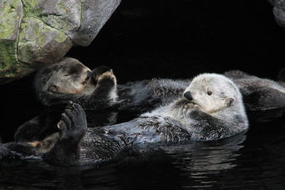 Otters swimming in water