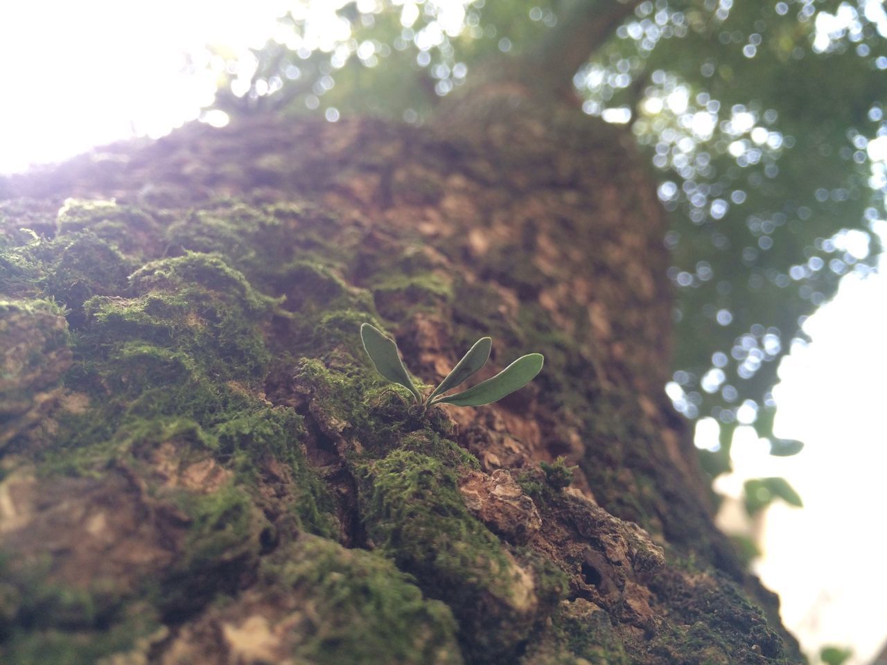 tree, low angle view, nature, focus on foreground, close-up, rock - object, growth, textured, branch, leaf, green color, tree trunk, tranquility, day, beauty in nature, rough, moss, outdoors, sunlight, selective focus