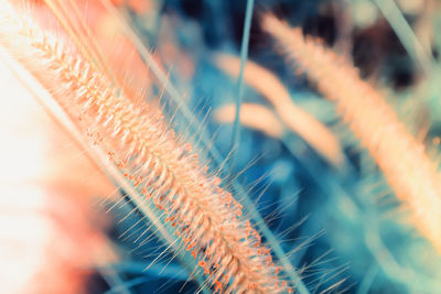 Detail shot of plants