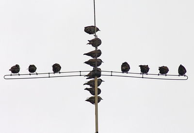 Low angle view of weather vane against clear sky