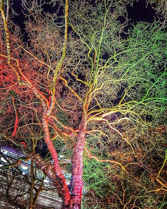 grass, growth, field, high angle view, red, plant, nature, close-up, outdoors, green color, full frame, pattern, backgrounds, no people, beauty in nature, day, tranquility, pink color, growing, multi colored