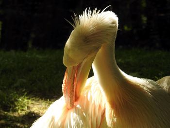 Close-up of swan