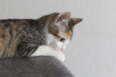 Close-up portrait of cat sitting