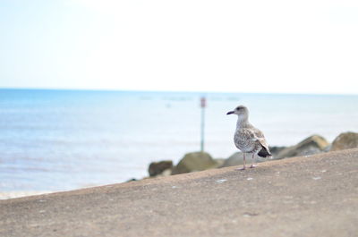 Bird flying over sea