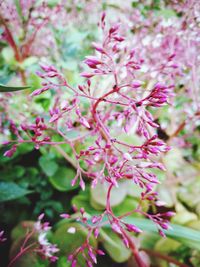 Close-up of pink flowers on tree