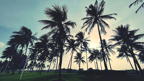 Silhouette palm trees against sky