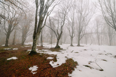 Bare trees on frozen landscape during winter