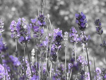 Close-up of purple flowers