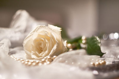 Close-up of white rose on table