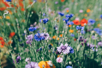 Close-up of purple flowering plants on field