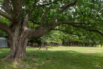 Trees in park