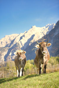 Cows in a meadow in the swiss alps in the breegaglia valley