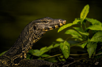 Close-up of a lizard