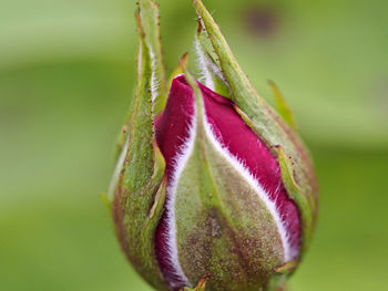 Close up of red roses bud