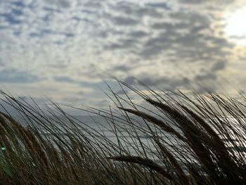 Close-up of stalks in field against sky