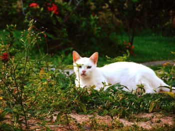 Portrait of cat on grass