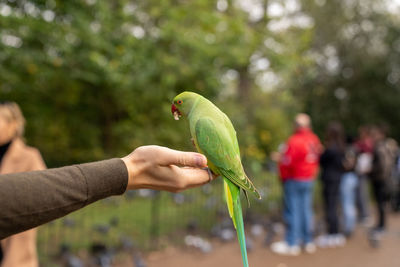 Green parrot sitting on a hand and eating nuts in a park in london.