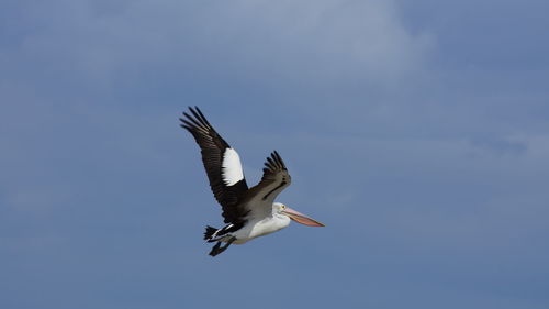 Low angle view of seagull flying