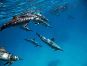 Close-up of fish swimming in sea