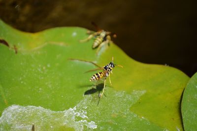 Close-up of insect on leaf