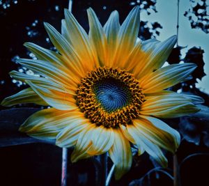 Close-up of yellow flower